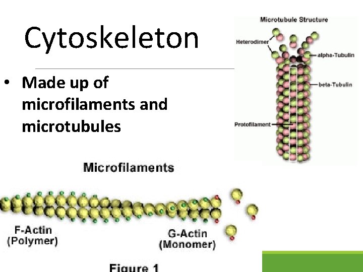 Cytoskeleton • Made up of microfilaments and microtubules 