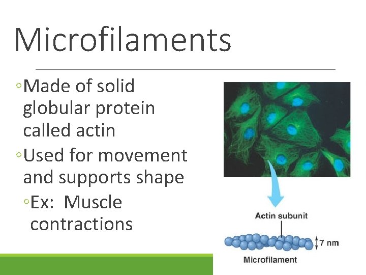Microfilaments ◦Made of solid globular protein called actin ◦Used for movement and supports shape