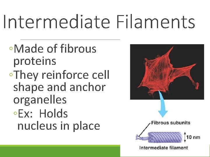 Intermediate Filaments ◦Made of fibrous proteins ◦They reinforce cell shape and anchor organelles ◦Ex: