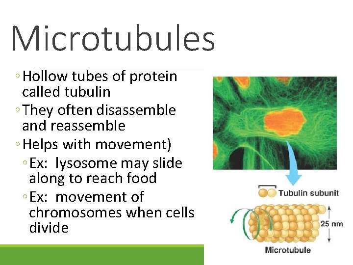 Microtubules ◦ Hollow tubes of protein called tubulin ◦ They often disassemble and reassemble