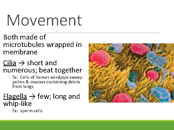 Movement Both made of microtubules wrapped in membrane Cilia → short and numerous; beat