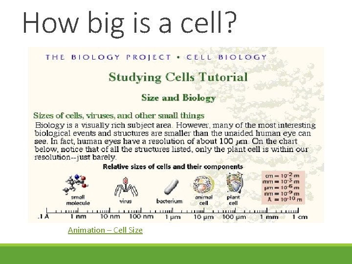 How big is a cell? Animation – Cell Size 