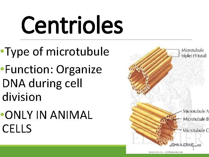 Centrioles • Type of microtubule • Function: Organize DNA during cell division • ONLY