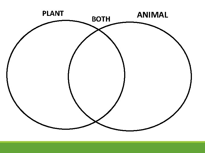 PLANT BOTH ANIMAL 