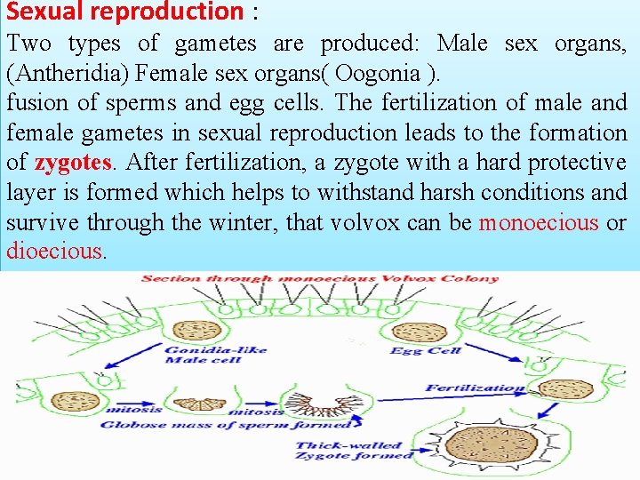 Sexual reproduction : Two types of gametes are produced: Male sex organs, (Antheridia) Female