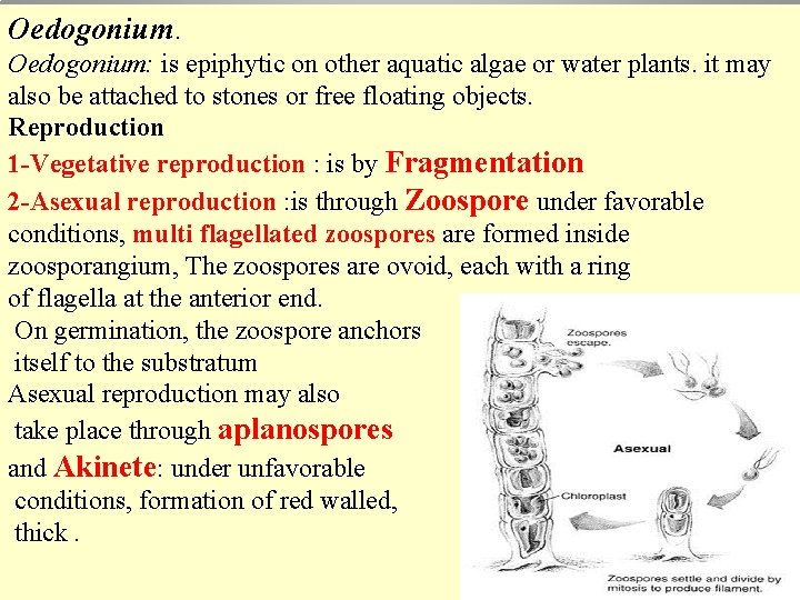 Oedogonium. Oedogonium: is epiphytic on other aquatic algae or water plants. it may also