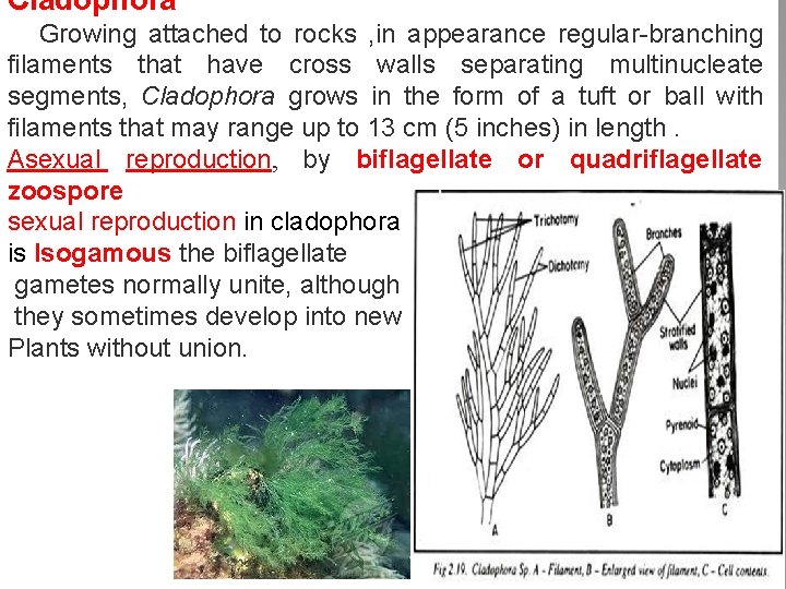 Cladophora Growing attached to rocks , in appearance regular-branching filaments that have cross walls