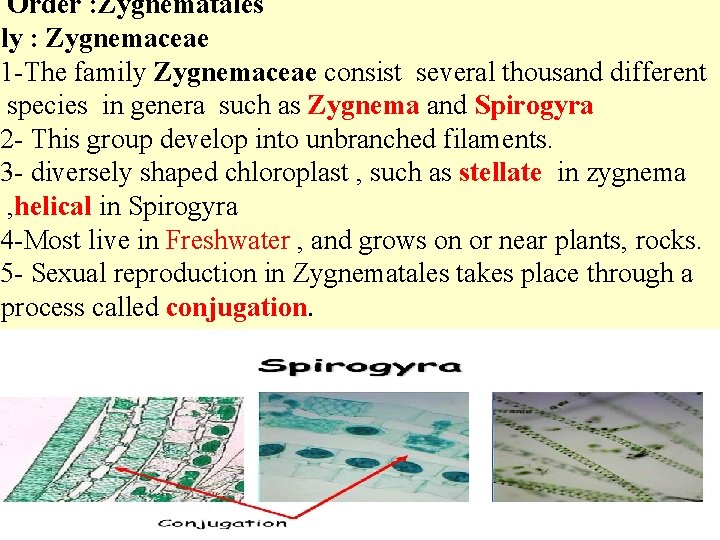 Order : Zygnematales ily : Zygnemaceae 1 -The family Zygnemaceae consist several thousand different