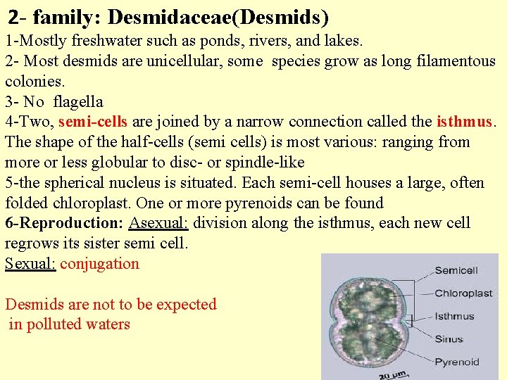  2 - family: Desmidaceae(Desmids) 1 -Mostly freshwater such as ponds, rivers, and lakes.