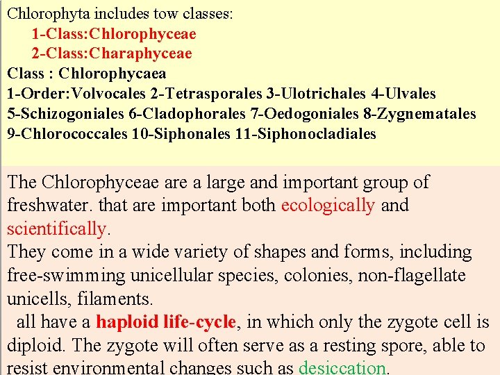 Chlorophyta includes tow classes: 1 -Class: Chlorophyceae 2 -Class: Charaphyceae Class : Chlorophycaea 1