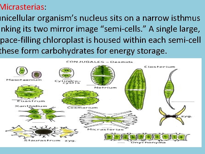 Micrasterias: unicellular organism’s nucleus sits on a narrow isthmus inking its two mirror image