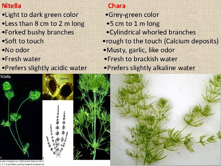 Nitella Chara • Light to dark green color • Grey-green color • Less than