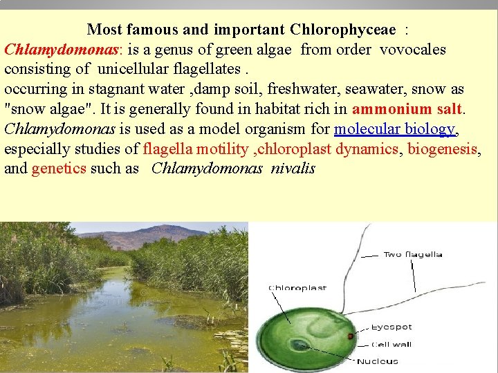 Most famous and important Chlorophyceae : Chlamydomonas: is a genus of green algae from