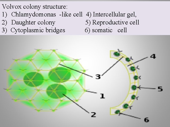 Volvox colony structure: 1) Chlamydomonas -like cell 4) Intercellular gel, 2) Daughter colony 5)