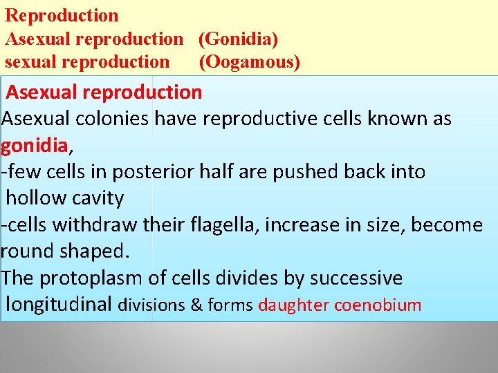 Reproduction Asexual reproduction (Gonidia) sexual reproduction (Oogamous) Asexual reproduction Asexual colonies have reproductive cells