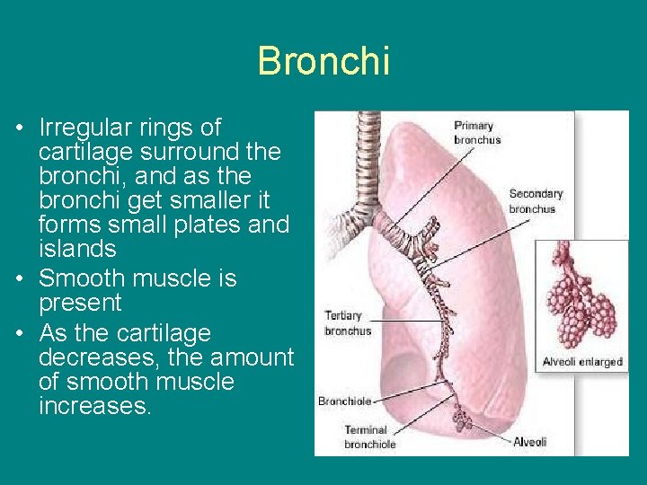 Bronchi • Irregular rings of cartilage surround the bronchi, and as the bronchi get