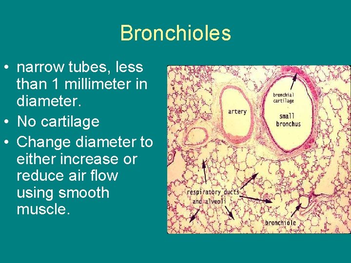 Bronchioles • narrow tubes, less than 1 millimeter in diameter. • No cartilage •