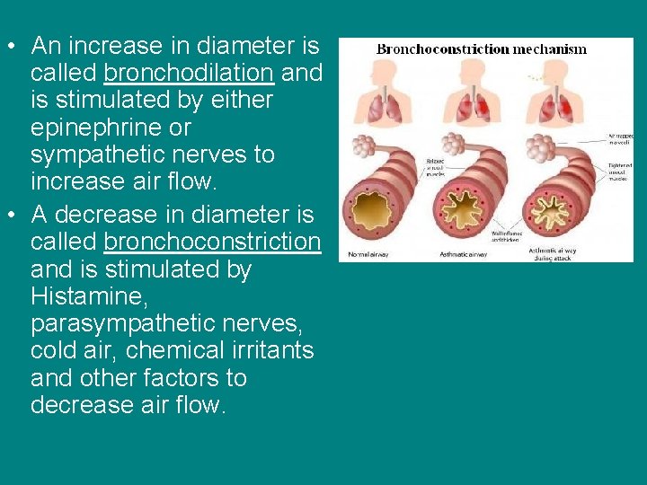  • An increase in diameter is called bronchodilation and is stimulated by either