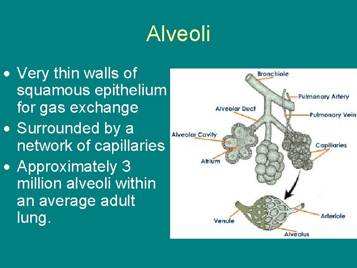 Alveoli Very thin walls of squamous epithelium for gas exchange Surrounded by a network