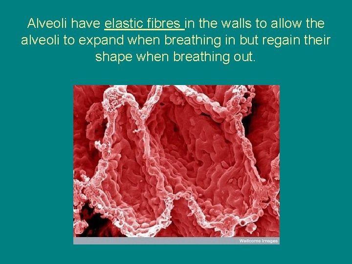 Alveoli have elastic fibres in the walls to allow the alveoli to expand when