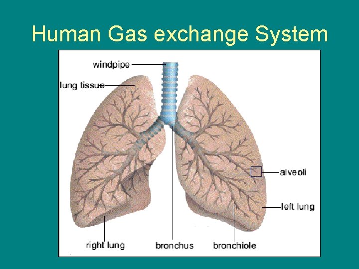 Human Gas exchange System 