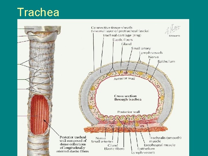 Trachea 