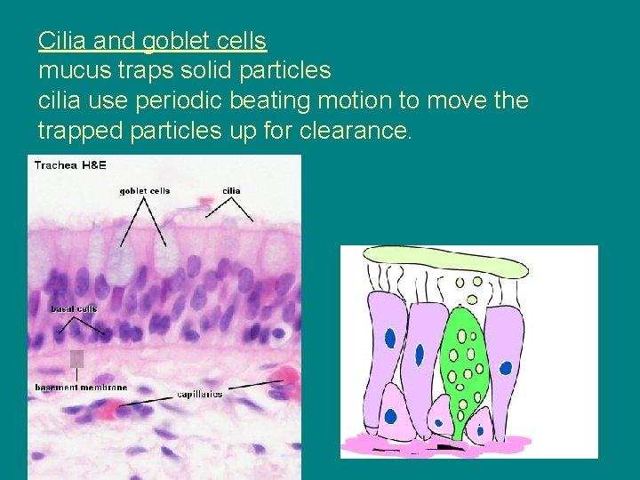 Cilia and goblet cells mucus traps solid particles cilia use periodic beating motion to