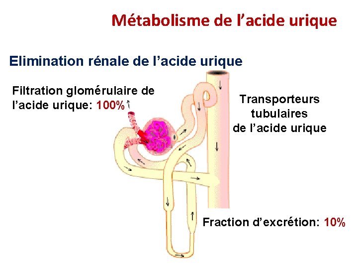 Métabolisme de l’acide urique Elimination rénale de l’acide urique Filtration glomérulaire de l’acide urique: Métabolisme de l’acide urique Elimination rénale de l’acide urique Filtration glomérulaire de l’acide urique: