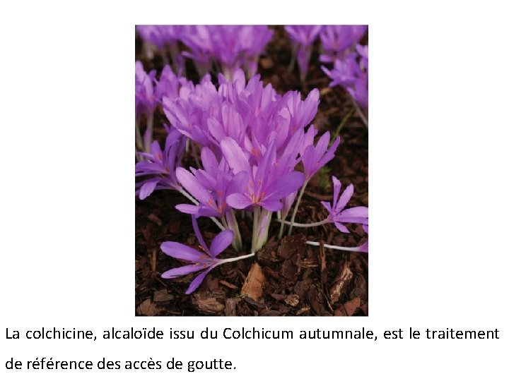 La colchicine, alcaloïde issu du Colchicum autumnale, est le traitement de référence des accès La colchicine, alcaloïde issu du Colchicum autumnale, est le traitement de référence des accès