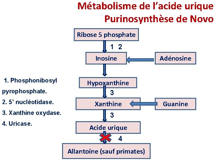 Métabolisme de l’acide urique Purinosynthèse de Novo Ribose 5 phosphate 1 2 Inosine 1. Métabolisme de l’acide urique Purinosynthèse de Novo Ribose 5 phosphate 1 2 Inosine 1.