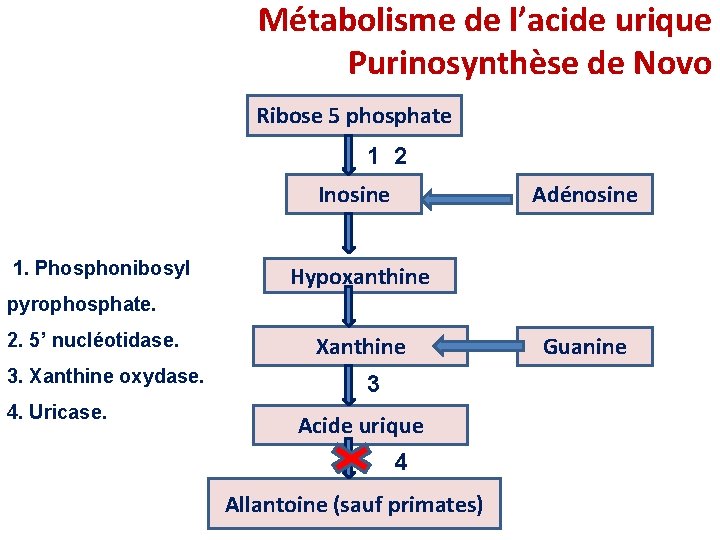 Métabolisme de l’acide urique Purinosynthèse de Novo Ribose 5 phosphate 1 2 Inosine 1. Métabolisme de l’acide urique Purinosynthèse de Novo Ribose 5 phosphate 1 2 Inosine 1.