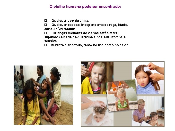 O piolho humano pode ser encontrado: q Qualquer tipo de clima; q Qualquer pessoa: