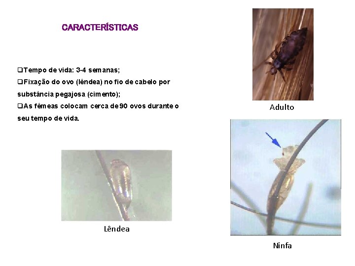 CARACTERÍSTICAS q. Tempo de vida: 3 -4 semanas; q. Fixação do ovo (lêndea) no