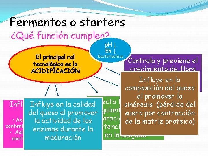 Fermentos o starters ¿Qué función cumplen? El principal rol tecnológico es la ACIDIFICACIÓN p.