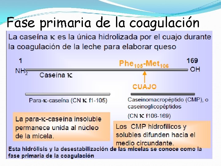 Fase primaria de la coagulación 