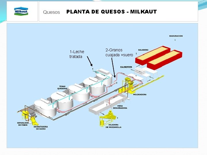 PLANTA DE QUESOS - MILKAUT 1 -Leche tratada 2 -Granos cuajada +suero 