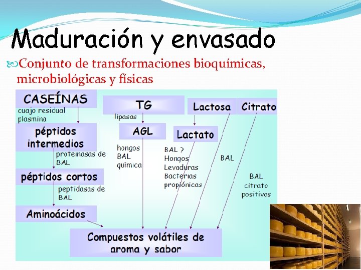 Maduración y envasado Conjunto de transformaciones bioquímicas, microbiológicas y físicas 