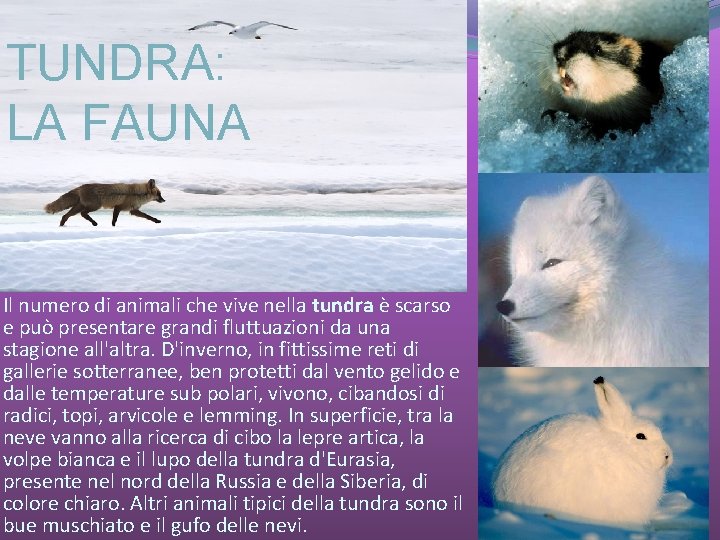 TUNDRA: LA FAUNA Il numero di animali che vive nella tundra è scarso e