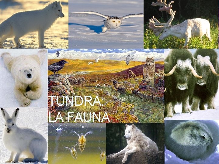 TUNDRA: LA FAUNA 