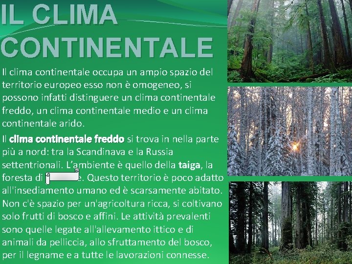 IL CLIMA CONTINENTALE Il clima continentale occupa un ampio spazio del territorio europeo esso
