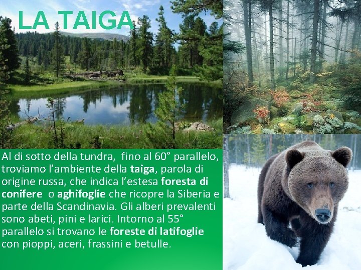 Foresta Di Conifere A Sud Della Tundra