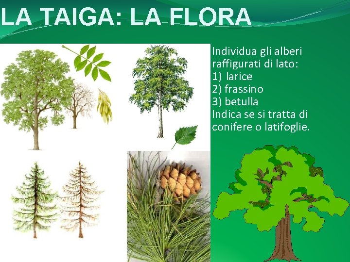 LA TAIGA: LA FLORA Individua gli alberi raffigurati di lato: 1) larice 2) frassino