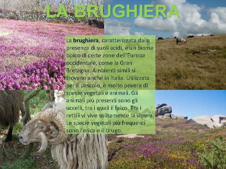 LA BRUGHIERA La brughiera, caratterizzata dalla presenza di suoli acidi, è un bioma tipico