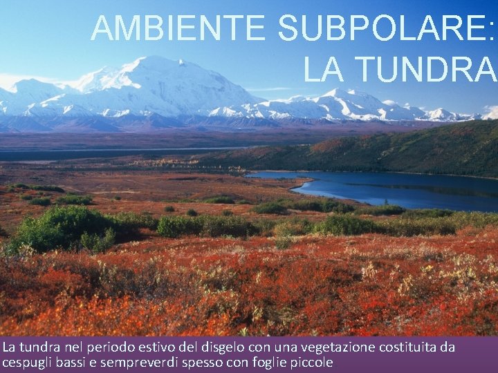 AMBIENTE SUBPOLARE: LA TUNDRA La tundra nel periodo estivo del disgelo con una vegetazione