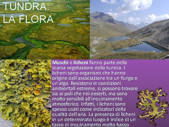 TUNDRA: LA FLORA Muschi e licheni fanno parte della scarsa vegetazione della tundra. I