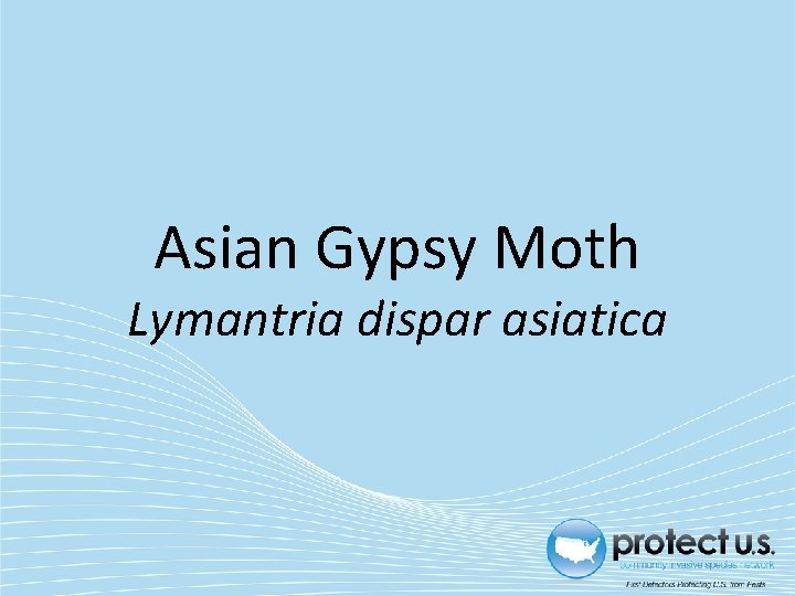 Asian Gypsy Moth Lymantria dispar asiatica 