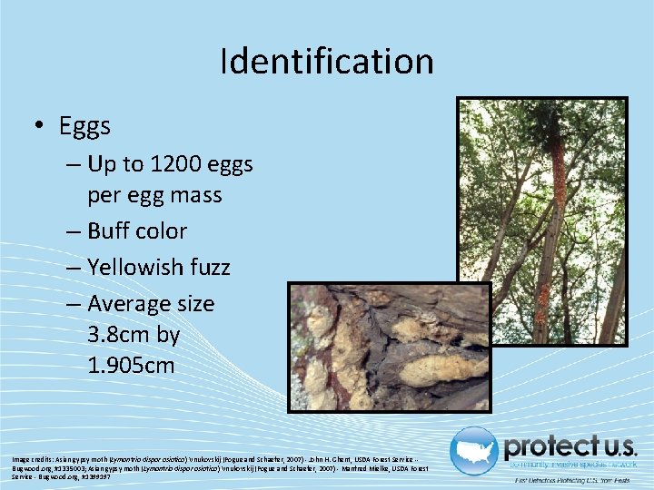 Identification • Eggs – Up to 1200 eggs per egg mass – Buff color