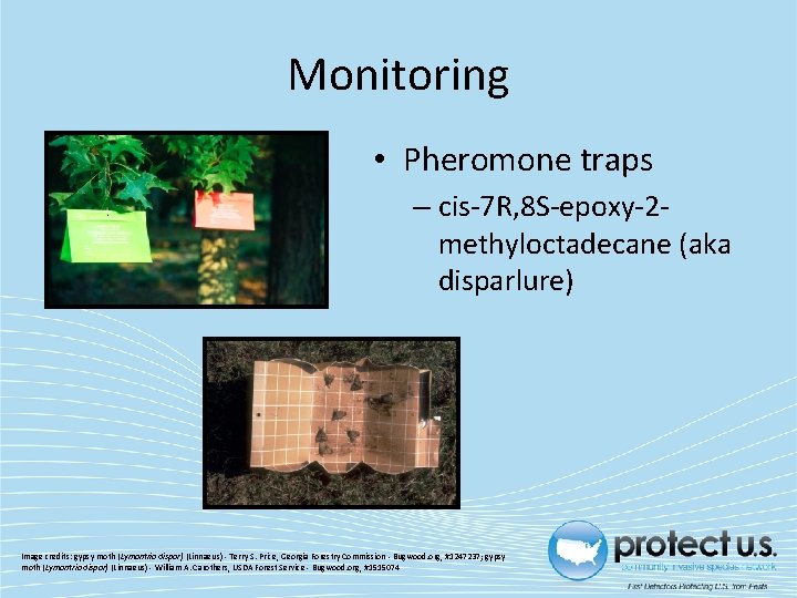 Monitoring • Pheromone traps – cis-7 R, 8 S-epoxy-2 methyloctadecane (aka disparlure) Image credits: