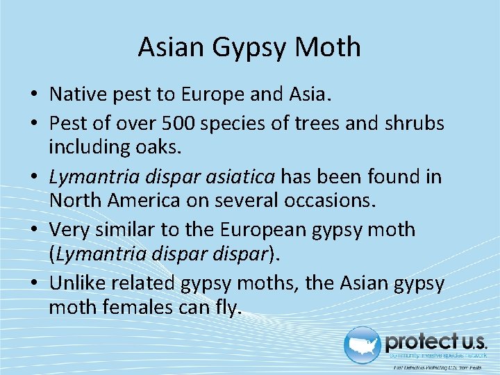 Asian Gypsy Moth • Native pest to Europe and Asia. • Pest of over