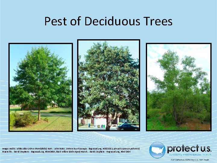 Pest of Deciduous Trees Image credits: white alder (Alnus rhombifolia) Nutt. - John Ruter,